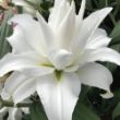 Picture of Roselily Angela Lily Plant