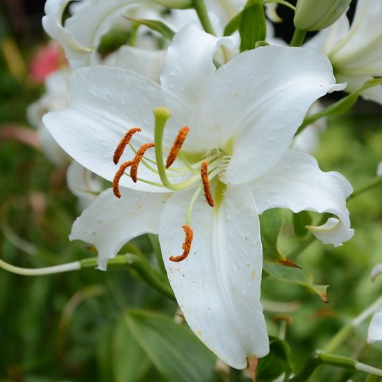 Picture of Siberia Lily Plant