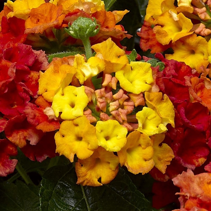 Picture of Bandana® Mango Lantana Plant