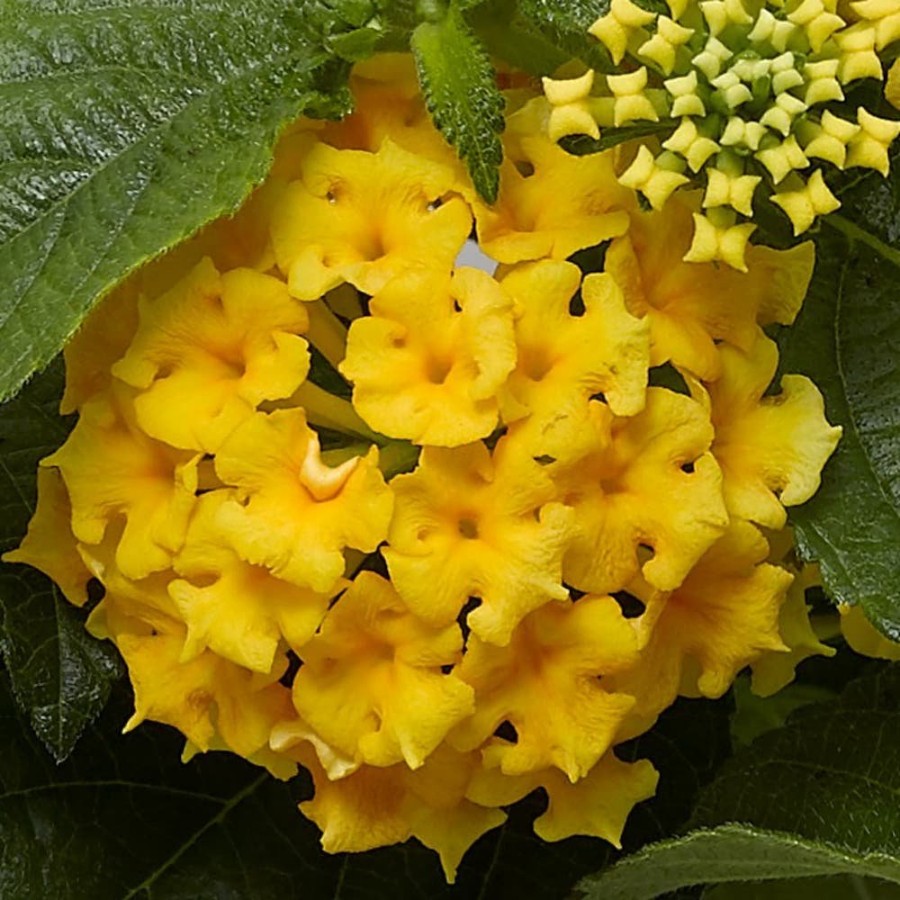 Picture of Bandolero™ Pineapple Lantana Plant