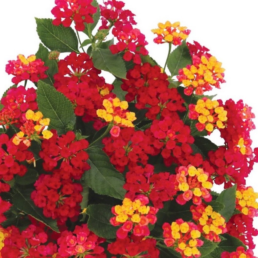 Picture of Havana® Cherry Lantana Plant