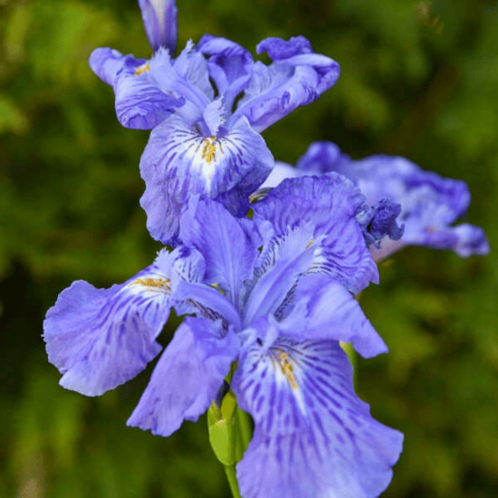 Picture of Ming Treasure Ampliflora Iris Plant