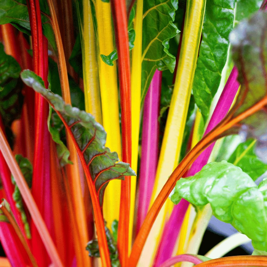 Picture of Bright Lights Swiss Chard Plant