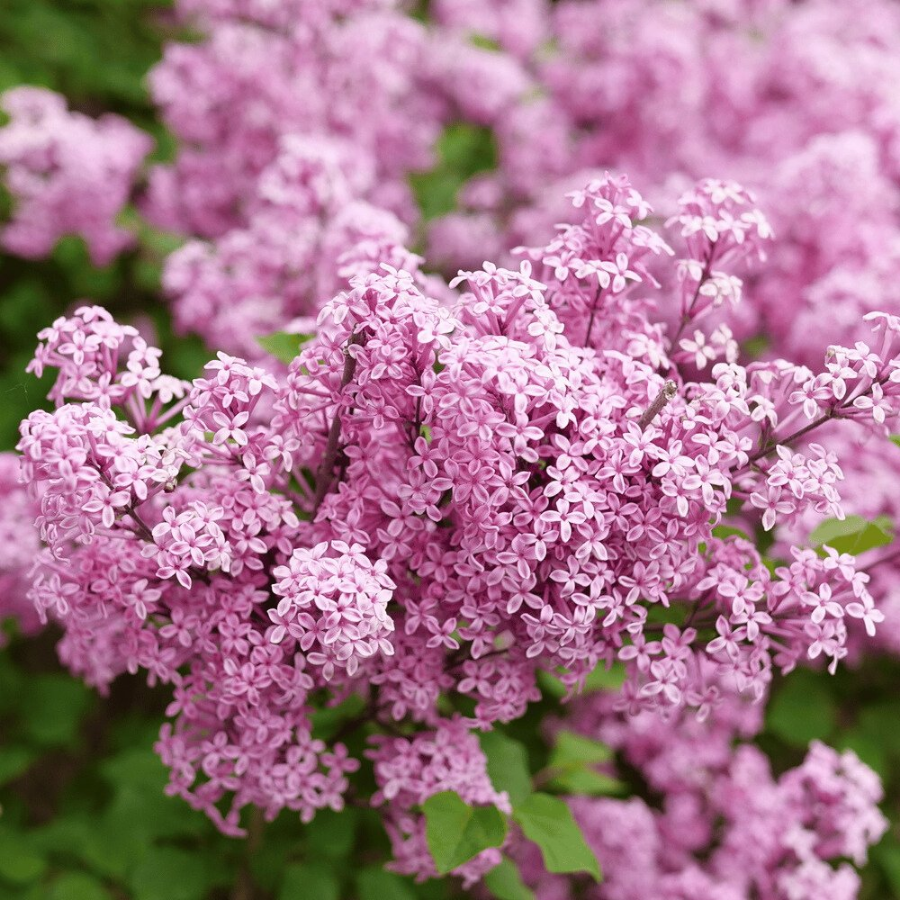 Bloomerang Purpink Lilac plant is a compact shrub with fragrant purple-pink flowers