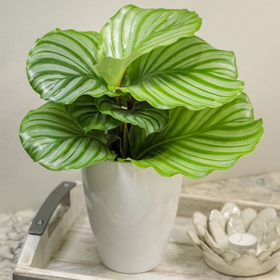 Picture of Color Full® Orbifolia Calathea Houseplant