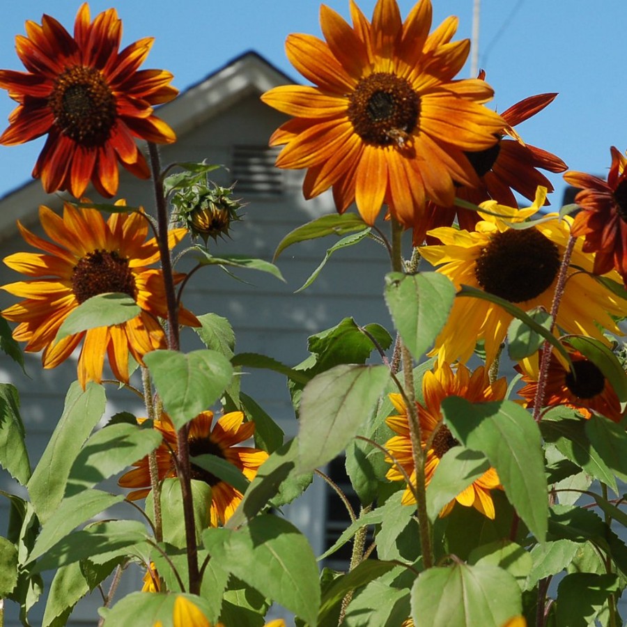 Picture of Autumn Beauty Sunflower Plant