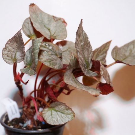 Picture of Silver Limbo Rex Begonia Plant