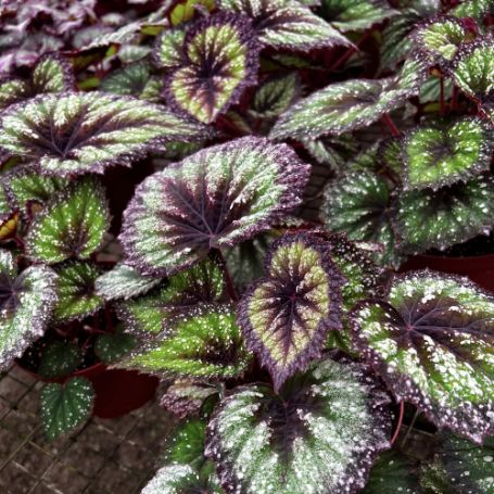 Picture of Harmony's Starry Night Rex Begonia Plant