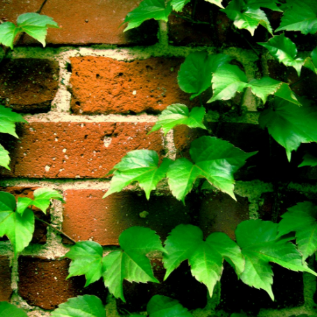 Picture of Boston Ivy Plant