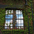 Picture of Boston Ivy Plant