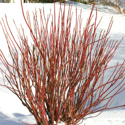 Arctic Fire Red Dogwood plant grows 3-5 feet, perfect for small spaces