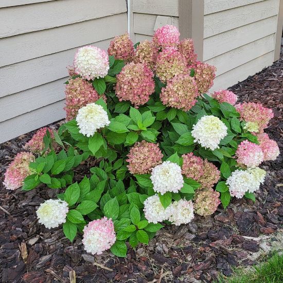 Fire Light Tidbit Hydrangea plant is a dwarf shrub with abundant white flowers turning pink