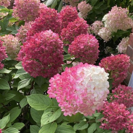 Little Lime Punch Hydrangea plant is a compact shrub with multicolored conical flowers