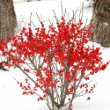 Picture of Berry Poppins® Winterberry Plant