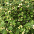 Picture of Berry Poppins® Winterberry Plant
