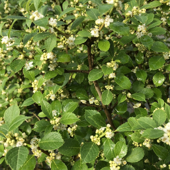 Berry Poppins Winterberry displays numerous tiny, white flowers scattered throughout its foliage