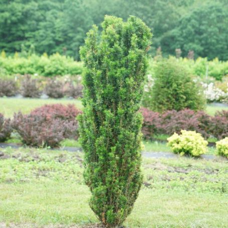Picture of Stonehenge Skinny® Yew Plant