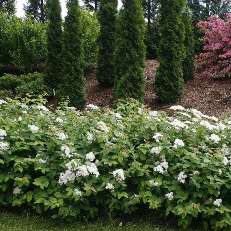 Dense foliage of the Double Play Blue Kazoo Spiraea plant covered with white blooms