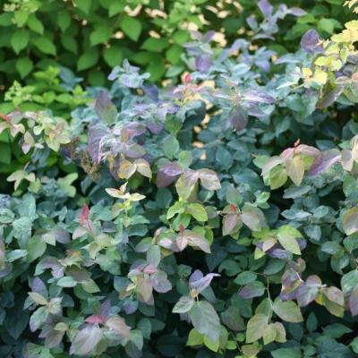 Double Play Blue Kazoo Spiraea leaves display a mix of purple, green, and blueish shades