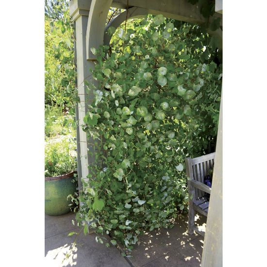 Kintzley's Ghost Lonicera's climbing vine with round leaves covers a trellis