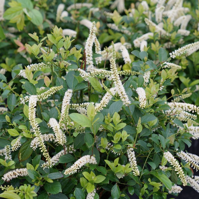 Scentlandia Itea plant produces longer, larger, and more fragrant flowers than other varieties