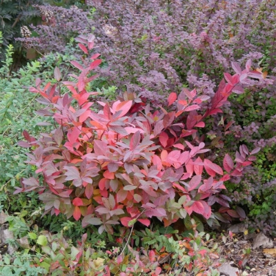 Scentlandia Itea plant has dark green foliage that turns brilliant orange-red in fall