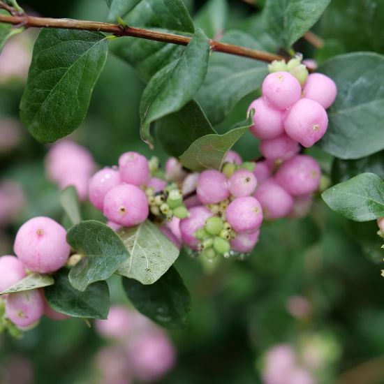 Picture of Proud Berry® Coralberry Shrub