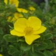 Picture of Happy Face® Yellow Potentilla Bush
