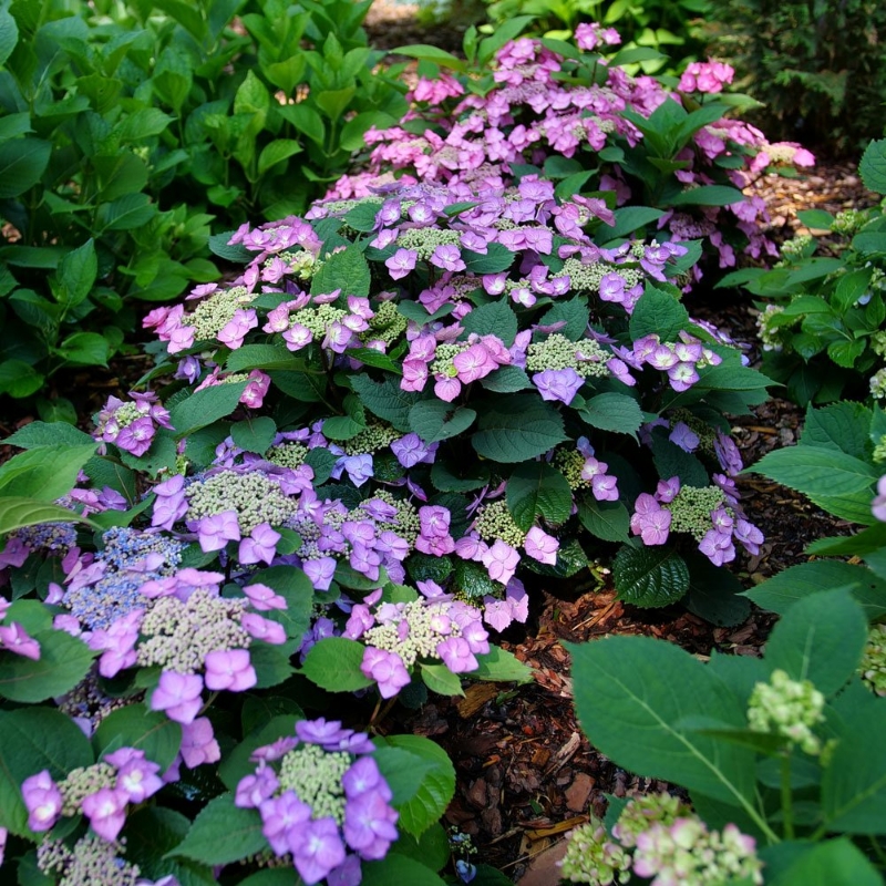 Tuff Stuff Top Fun Hydrangea plant features dark blue-green foliage turning burgundy in late summer