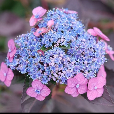 Tuff Stuff Top Fun Hydrangea plant has hot pink or purple lacecap flowers