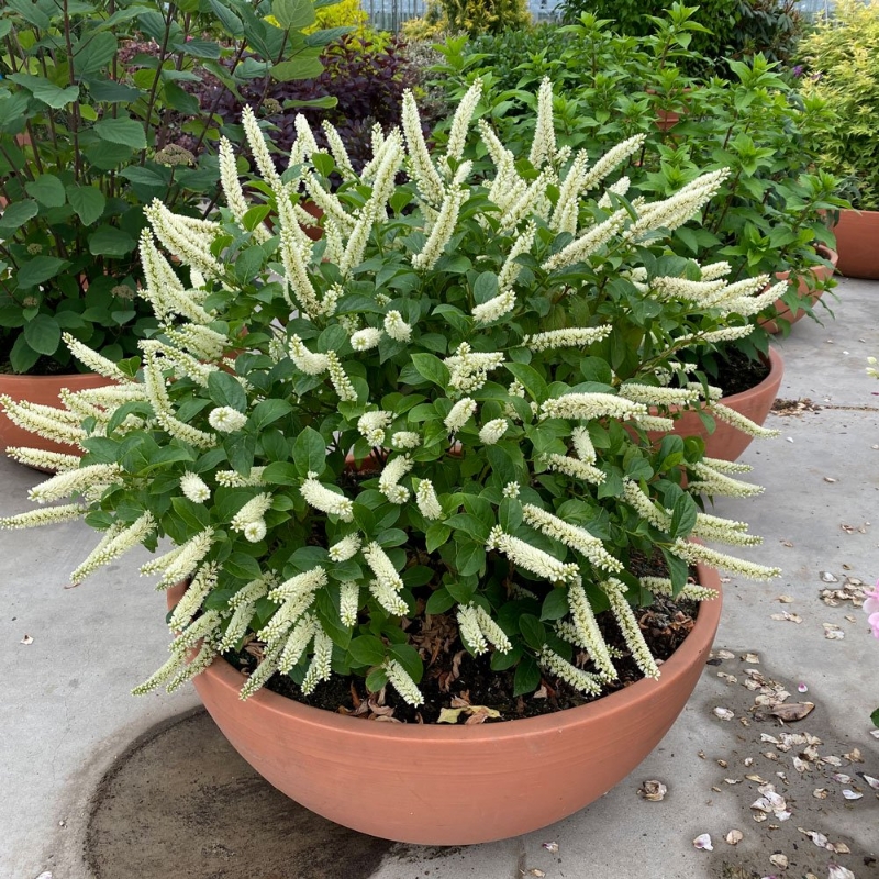 Fizzy Mizzy Itea plant features upright white flower spikes and dark green foliage