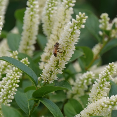 Fizzy Mizzy Itea plant is a compact shrub with fragrant white blooms