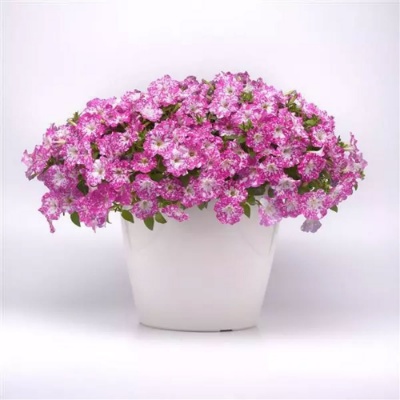 Picture of Headliner™ Light Pink Sky Petunia Plant