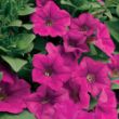 Surfinia Brilliant Pink Petunia Plant - Stock Photo