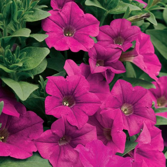 Surfinia Brilliant Pink Petunia Plant - Stock Photo