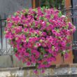 Surfinia Brilliant Pink Petunia Plant - Stock Photo