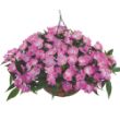 Harmony Colorfall Pink Impatiens Plant - Stock Photo