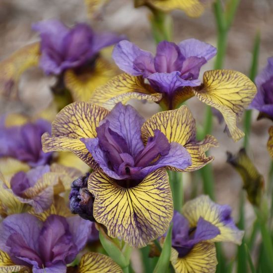 Picture of Purring Tiger Siberian Iris Plant