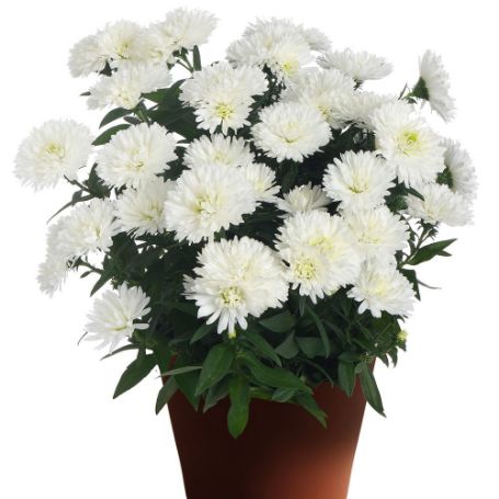 Picture of Showmakers® Arctic White Aster Plant