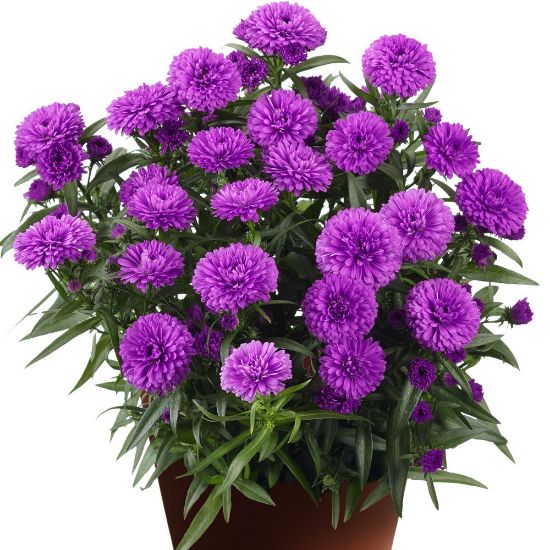 Picture of Showmakers® Royal Pink Aster Plant