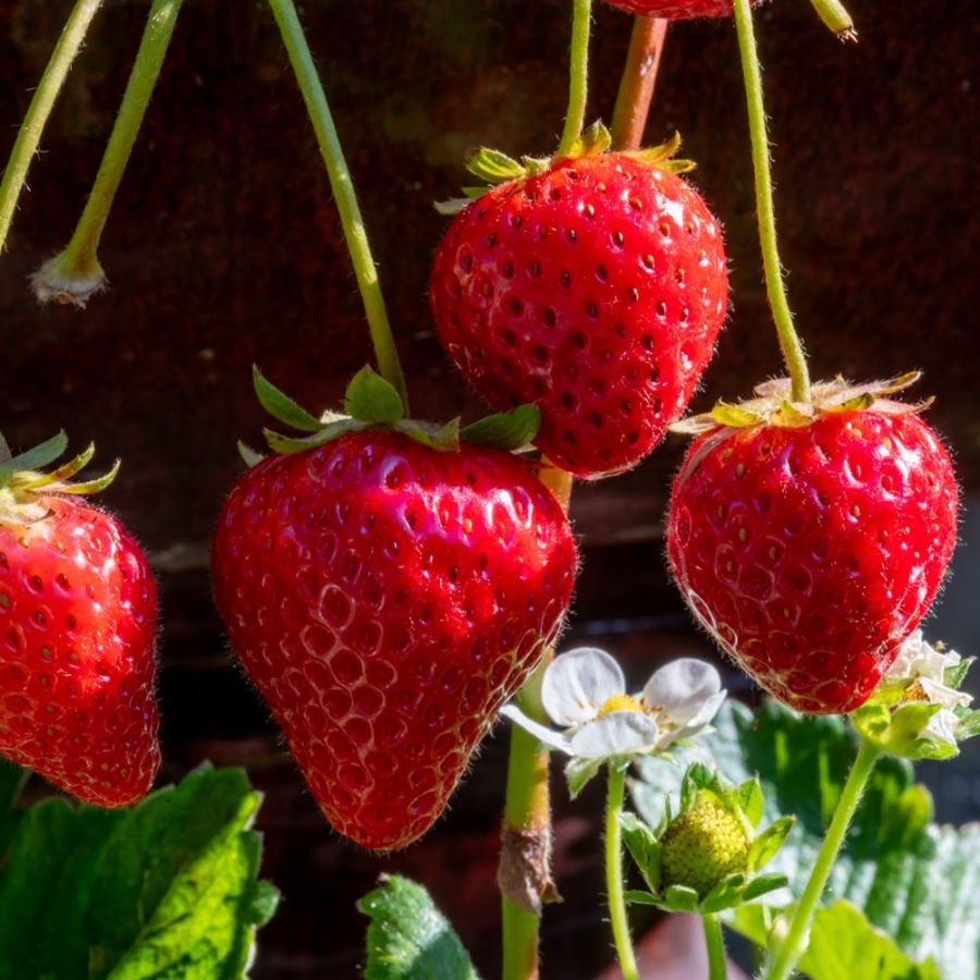 Evie 2 Strawberry Plant, indeterminate variety, heat tolerant