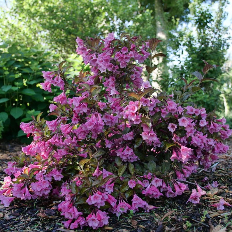 A compact Sonic Bloom Wine covered in clusters of pink flowers