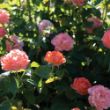 A cluster of light orange roses in bloom