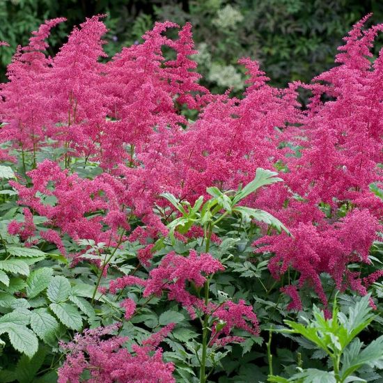 Picture of Spinell Astilbe Plant