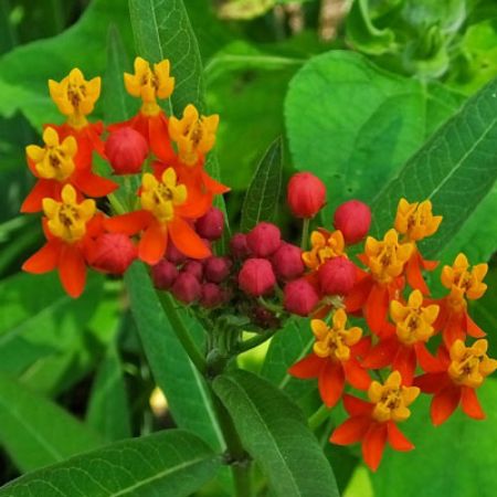 Picture for category Asclepias (Milkweed)