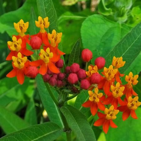 Picture for category Asclepias Plants (Milkweed)