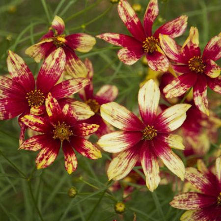 Picture for category Coreopsis (Tickseed)