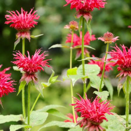 Picture for category Monarda Plants (Bee Balm)