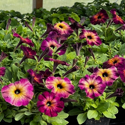 Petunia Crazytunia Moonstruck Plant