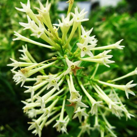 Picture for category Cestrum (Night-Blooming Jasmine)